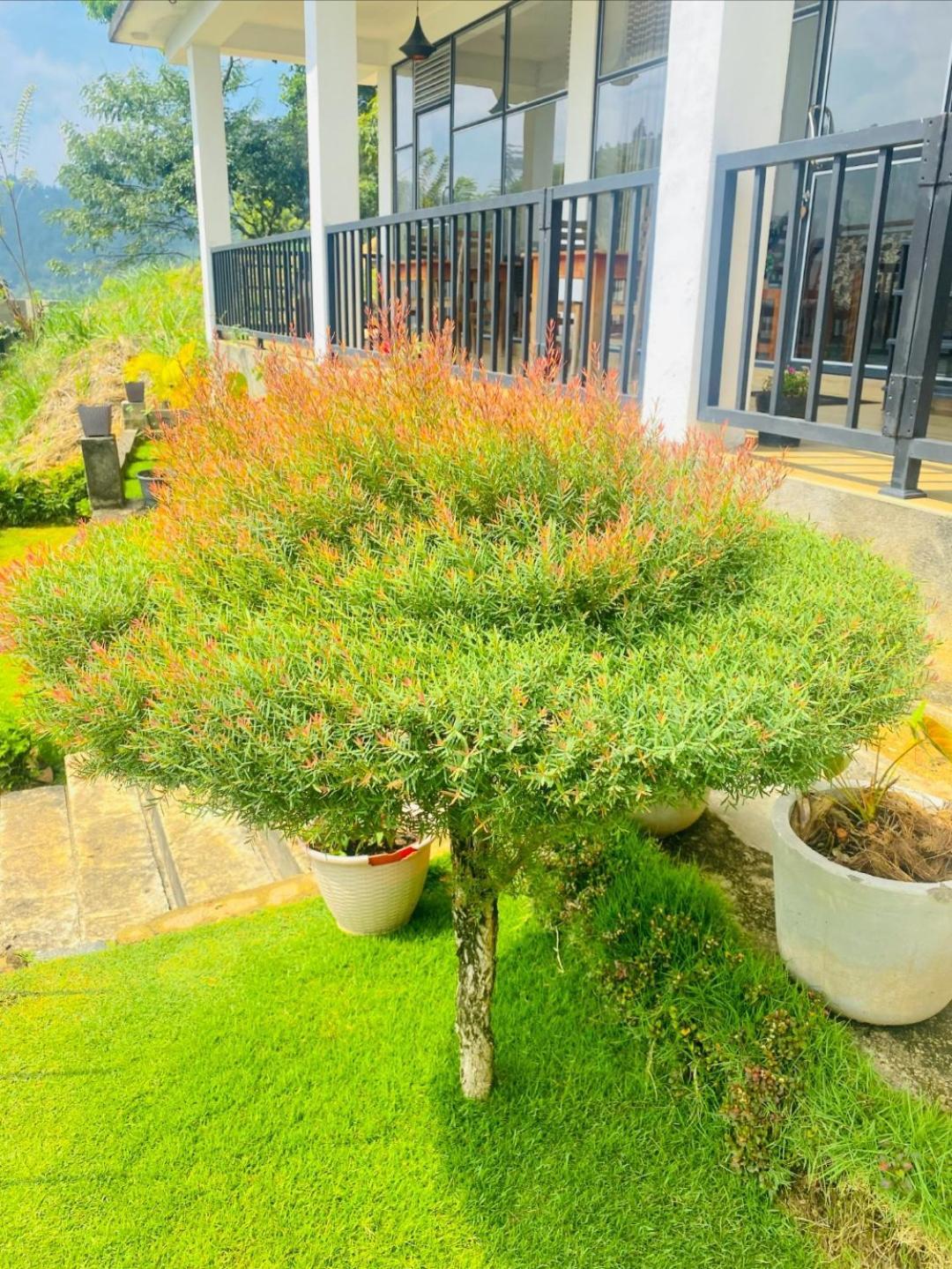 Two Rock Vista Hotel Ella Ngoại thất bức ảnh